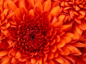 A red Chrysanthemum