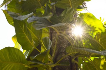 Vine and sunshine